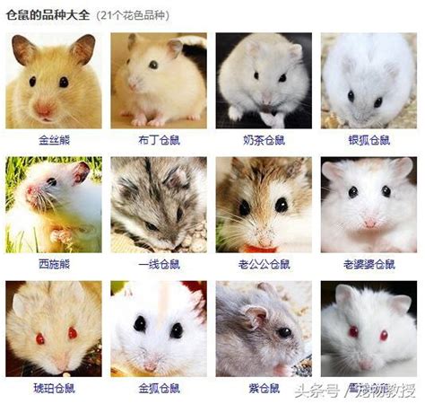 寵物鼠種類介紹 迷你蘭花品種